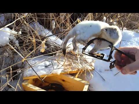 Weasel Trapping 2016 "number 3&4"