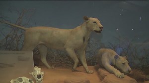 'Man-eating' lions: Celebrating 100 years at the Field Museum