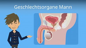Geschlechtsorgane Mann • Aufbau, Funktion und Beschriftung