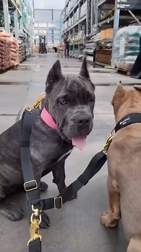 1.6K views · 103 reactions | Charlie and Chapo ♥️ Double Dog Leash,...