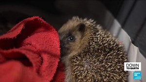 Hedgehogs at risk of extinction: Spiky animals could disappear by 2050