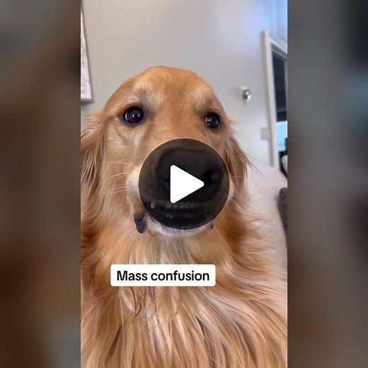 Hilarious Golden Retriever Faces Compilation