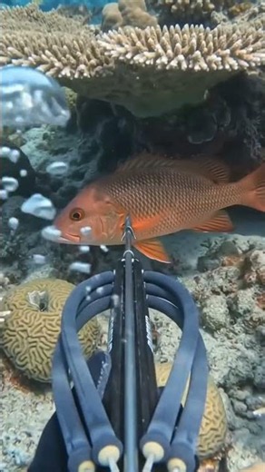 🎣 Hunting Red Snapper: From Ocean to Grill 🔥 । Bluewater Spearfishing