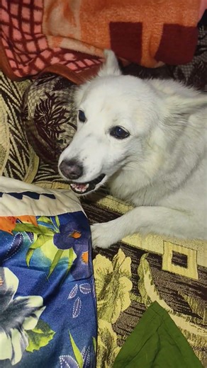 Noddy is to angry 😡😡