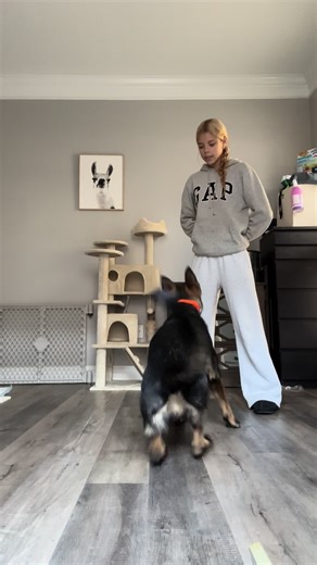 Enhancing Canine Fitness with Treadmill Workouts