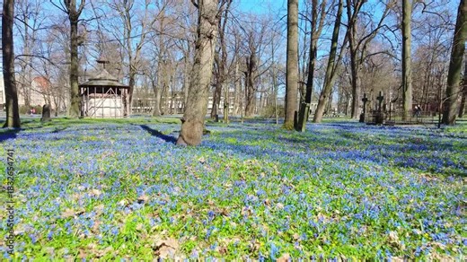 Drone glides low over Scilla siberica field in Riga’s old cemetery in spring
