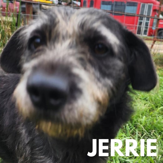 Jerrie's Journey: A Tale of Resilience and Hope Jerrie's life has been anything but easy. She found herself in the harsh environment of a kill shelter, where many dogs like her don't stand a chance. She was a street dog, they said—a label that often seals a dog's fate. Jerrie had been through so much, shunned and mistreated, that she naturally became wary of humans. A Glimmer of Hope When BMAR (Barking Mad Animal Rescue) tagged Mudslide, a sweet boy from the shelter, they happened upon Jerrie. H