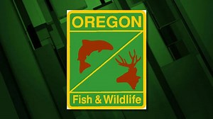 Rise in avian flu expected during Oregon's fall migration: ODFW says don't handle sick or dead waterfowl