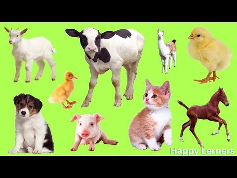 Learn the Cutest Baby Animals Name And Sounds | Domestic Animals For Kids