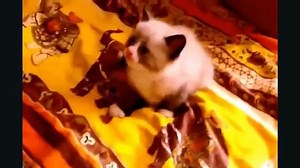 Best Scared Cats Video Compilation 2017   Funny Scared Cats Jumping If you laugh you lose