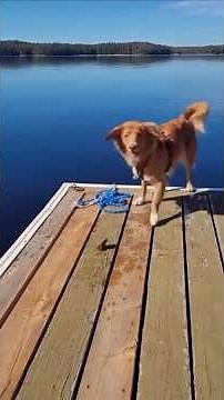 Cute Funny Dogs Falling | Epic Dog Fail Moments You’ll Love #DogCompilation #FunnyAnimals #DogLovers