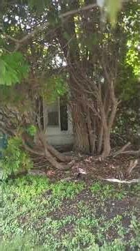 HIDE AND SEEK PEEK A BOO 😉 A HOUSE IS IN THERE!!