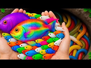 Catch Beautiful Ornamental Fish In Tiny Pond, Glass Fish, Dolphin Cichlid, Tiger Guppy, Turtle, Koi