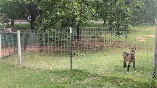 262K views · 10K reactions | She's never ready for bed . It makes it difficult when we've got bad weather coming and I'm in a hurry to get outside stuff done. *Of course I know I could've closed the gate. I'm not an idiot, I was just having fun filming her shenanigans so settle down twister* | Mystic Rock Miniature Horses | Facebook