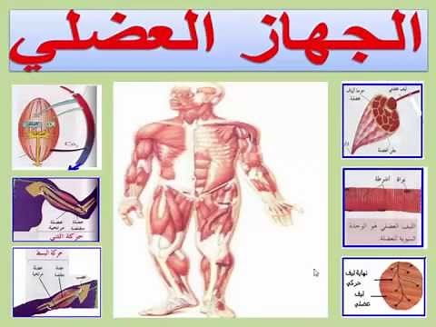 الجهاز العضلي الجزء 1