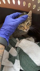 68K views · 4.2K reactions | Meet a Cat Monday!  Say hello to R.J., our newest intake at the Lanai Cat Sanctuary! He's so sweet and sure to have a bright future in the biscuit-making business! Be sure to give him a like and share with your ohana. It's the best way to spread the love and support our cause to help our Lanai Lions be cared for and, even better, help us find them furrever homes. ❤️ | Lanai Cat Sanctuary | Facebook