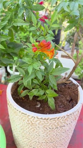 Tecoma Flowering Care Secrets for Heavy Blooming#gardening