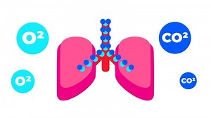 Download Graphic of lungs exchanging oxygen and carbon dioxide molecules representing respiratory gas exchange in human pulmonary function for free