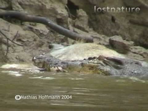Leistenkrokodil frisst Wildschwein im Kinabatangan-Fluss auf Borneo, saltwater crocodile eats pig