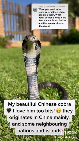 Adorable Chinese Cobra TikTok Compilation