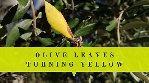 Why Olive Tree Leaves Turning Yellow? Reasons | Prevention