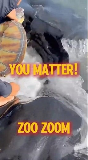 🐢Free! The Rescued Turtle Gracefully Returns to the Sea!🐢#greenseaturtle #seaturtlerescue