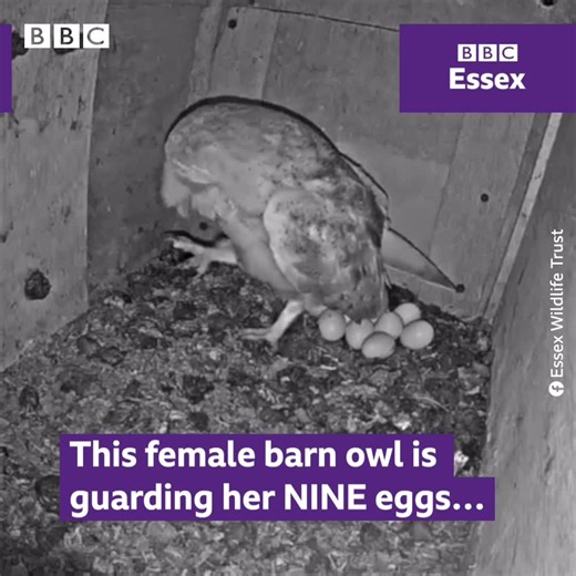 209K views · 988 reactions | That's a lot of mouths to feed!  This barn owl mum has been filmed guarding her NINE eggs in her Essex nest. 殺黎 Full interview with the Essex Wildlife Trust about the owls here: https://bbc.in/3LaXhym | BBC Essex | Facebook