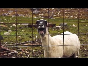 screaming goat 10 hours