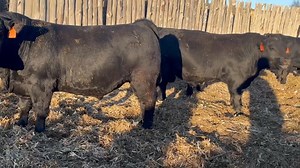 Bull sale Tuesday December 2nd Sutphin Cattle Co | Amite Livestock Sales, Inc