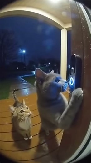 Cats Freak Out at the Sound! #cat #viral #trending #scared 🙀