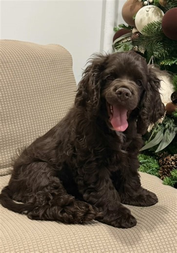 Cocker Spaniel Bella's Adorable Sleepy Moments