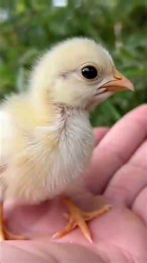 Adorable Chicks 🐥🐥🐥 #birds #adorablechicks #cute #pets #duck