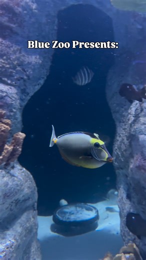 POV: You lock eyes with a Naso Tang and suddenly understand what “under the sea” fashion goals really means Tag someone who’d totally vibe with this fish’s look! Filmed in Blue Zoo Rogers, AR | Blue Zoo Aquarium Baton Rouge | Facebook