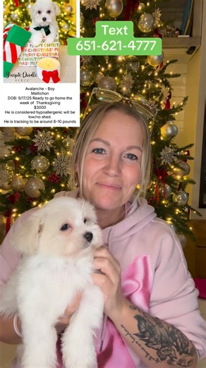 Sheepie Doodle Acres on Instagram: "A Maltichon — a mix of Maltese and Bichon Frise — makes a wonderful family pet because of its affectionate, cheerful temperament and gentle nature. They’re small but sturdy, great with kids, and typically get along well with other animals. Maltichons are known for being playful without being overly energetic, and their hypoallergenic, low-shedding coats make them a good choice for families with allergies. Above all, they thrive on companionship, making them lo