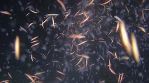 clip-1060491370-reproduction-clam-worms-nereis-sp-many-swirl