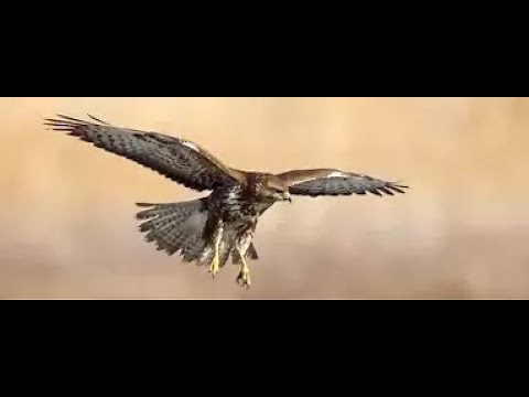 Common Buzzard Flying Over Western Highlands Of Scotland