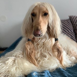 478K views · 2.8K reactions | I'm so jealous of his hair!  | Power of Positivity | Facebook