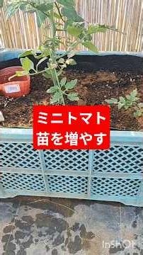 ミニトマト栽培やり方コンテナ栽培で脇芽取りと挿し木をして挿し木してから数日後 #家庭菜園 #現代農業 #再生栽培 #ファーム生活 #農業 #野菜 #gardening #観葉植物 #庭作業