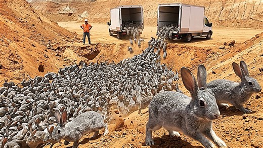 Reviving a desert: The unexpected success of millions of rabbits