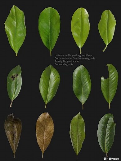 Digital Archive of Plants - Magnolia grandiflora