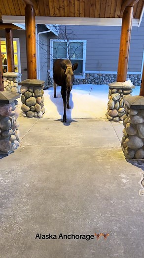 Exploring Anchorage, Alaska: A Winter Wonderland
