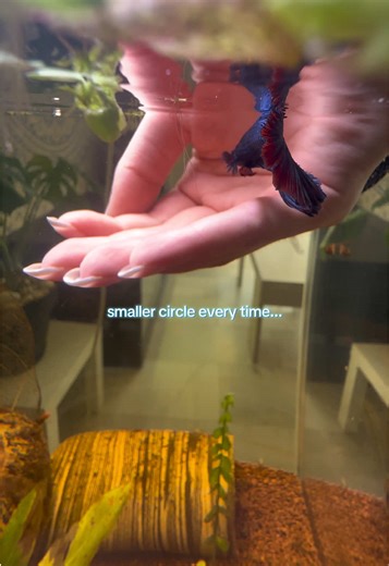 He understood the assignment❤︎ #betta #bettafish #betta_lover #bettatok