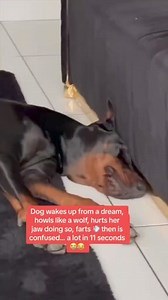 I’m a Doberman tiktok milashane #dobrrman #dog #dogs #funny #meme #lol #viral #pinscher #dobermann #dobie #dogsofinstagram #dobermanpinscher #Lov #followers #fbreelsfypシ゚viral #foryou #fbreel #reels #reel2024 #fbreels2024 | DoberMan Duby