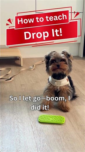 Teach Your Yorkie to Drop It in 1 Minute! ⏱️