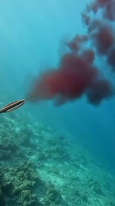 Fish catching underwater #fishing #underwater #ocean | BLUE DANCE