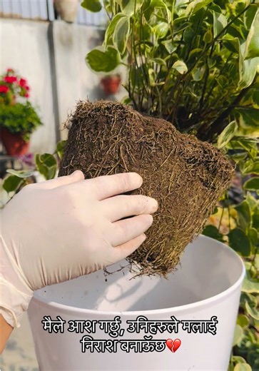 How to Repot Your Plants Successfully