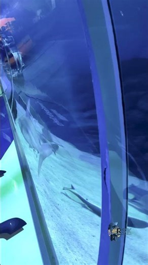 Real Sharks Up Close! Underwater Aquarium View #Sharks #AquariumSharks #UnderwaterWorld #sharkvideo