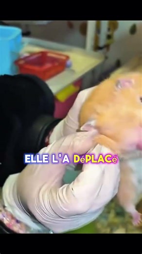 Un bébé disparaît caché dans sa propre mère 🐹