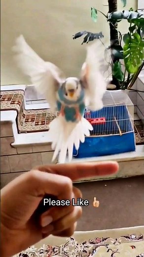 Successful Flight and Landing Of The Tame Budgie