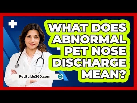 What Does Abnormal Pet Nose Discharge Mean?